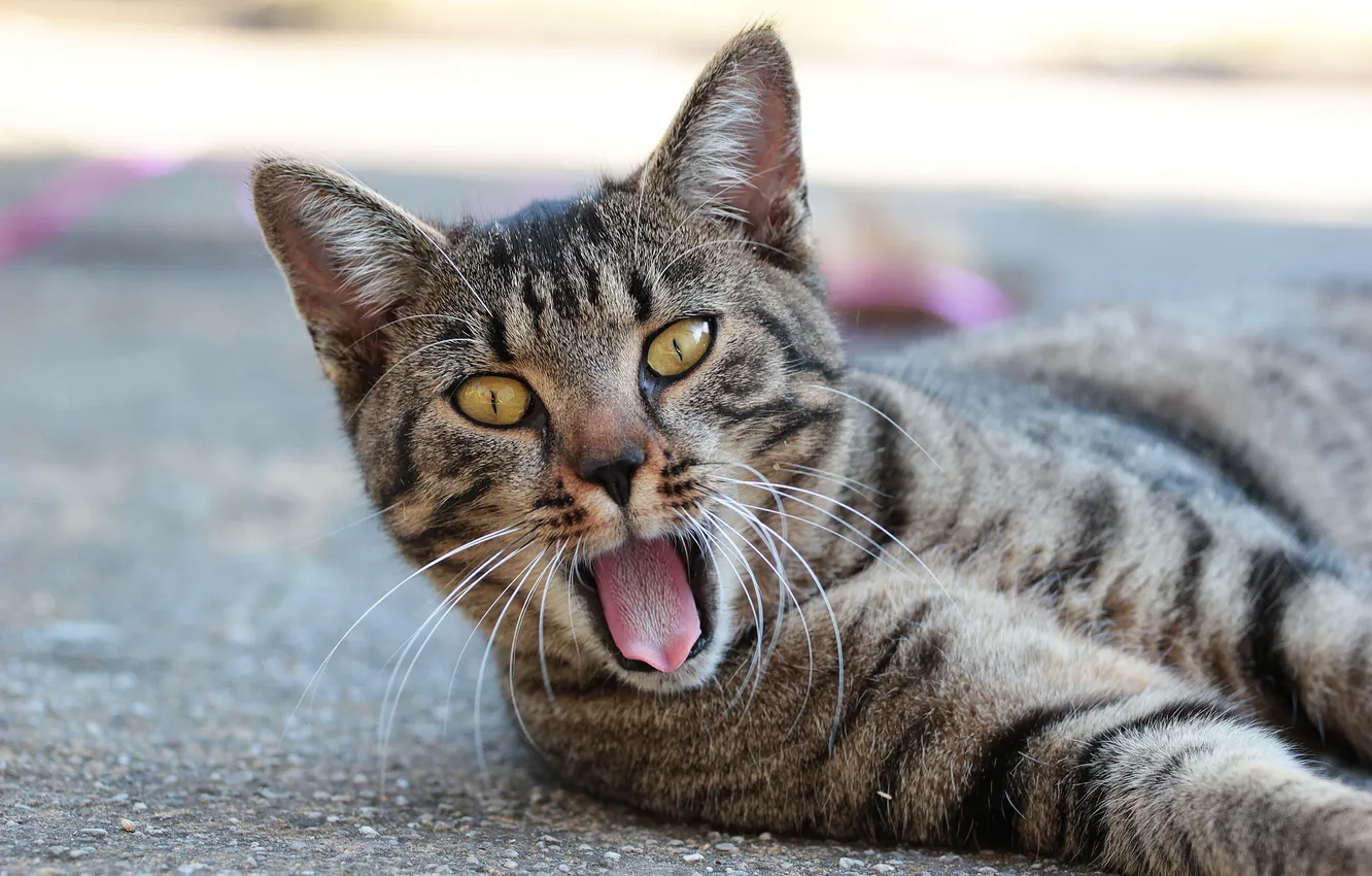 Фото обои язык, кошка, асфальт, лежит, зевает