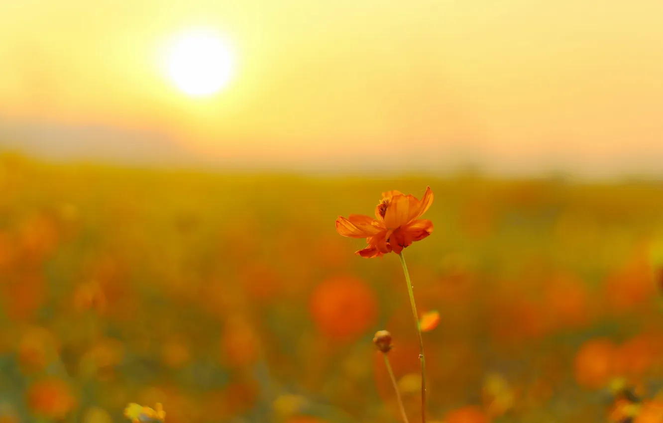 Фото обои поле, цветок, солнце, цветы, космея