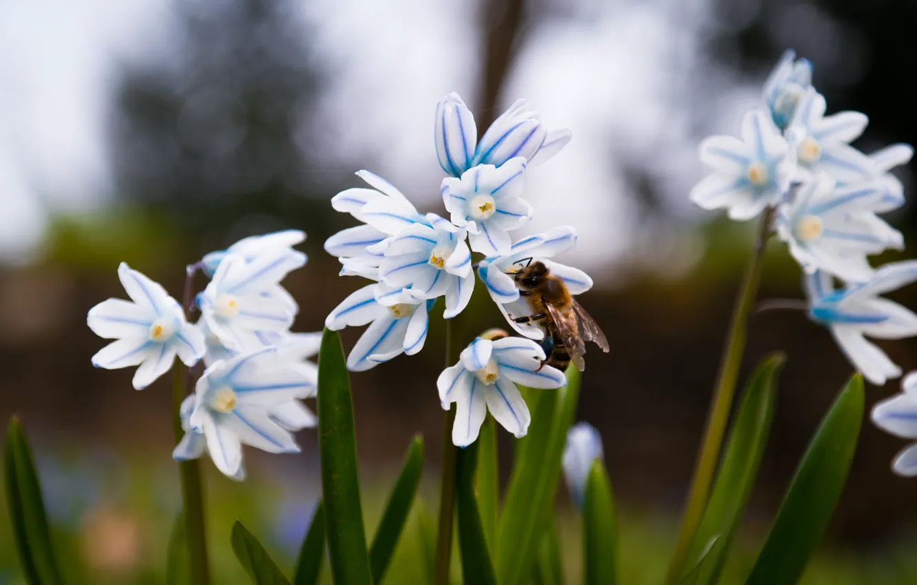 Фото обои green, grass, flowers, spring, meadow, insect, bee, bloom
