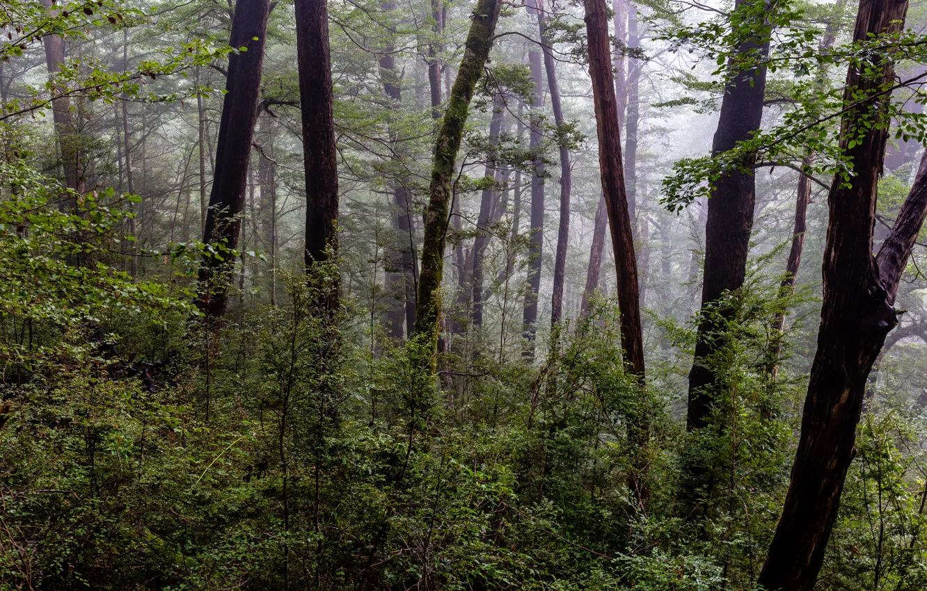 Фото обои лес, деревья, природа, туман, Новая Зеландия, New Zealand, лесной парк Виктория, Victoria Forest Park