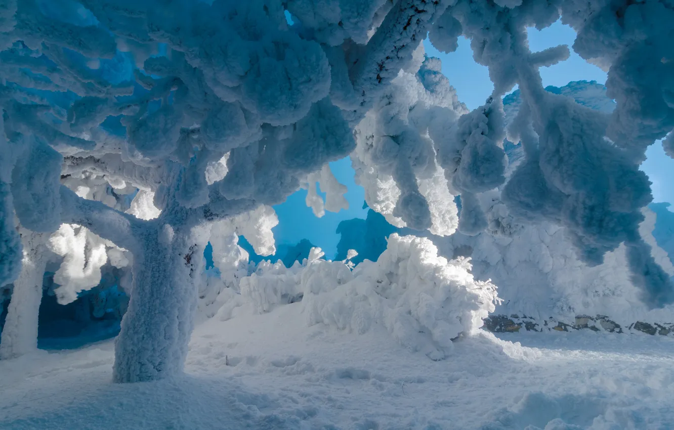 Фото обои зима, снег, деревья, природа, Россия, наледь