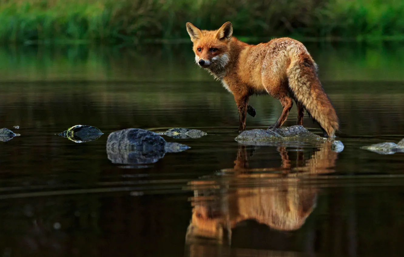 Фото обои взгляд, поза, отражение, камни, лиса, водоем