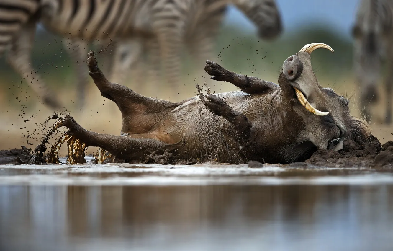 Фото обои bath, warthog, wild boar, Phacochoerus africanus
