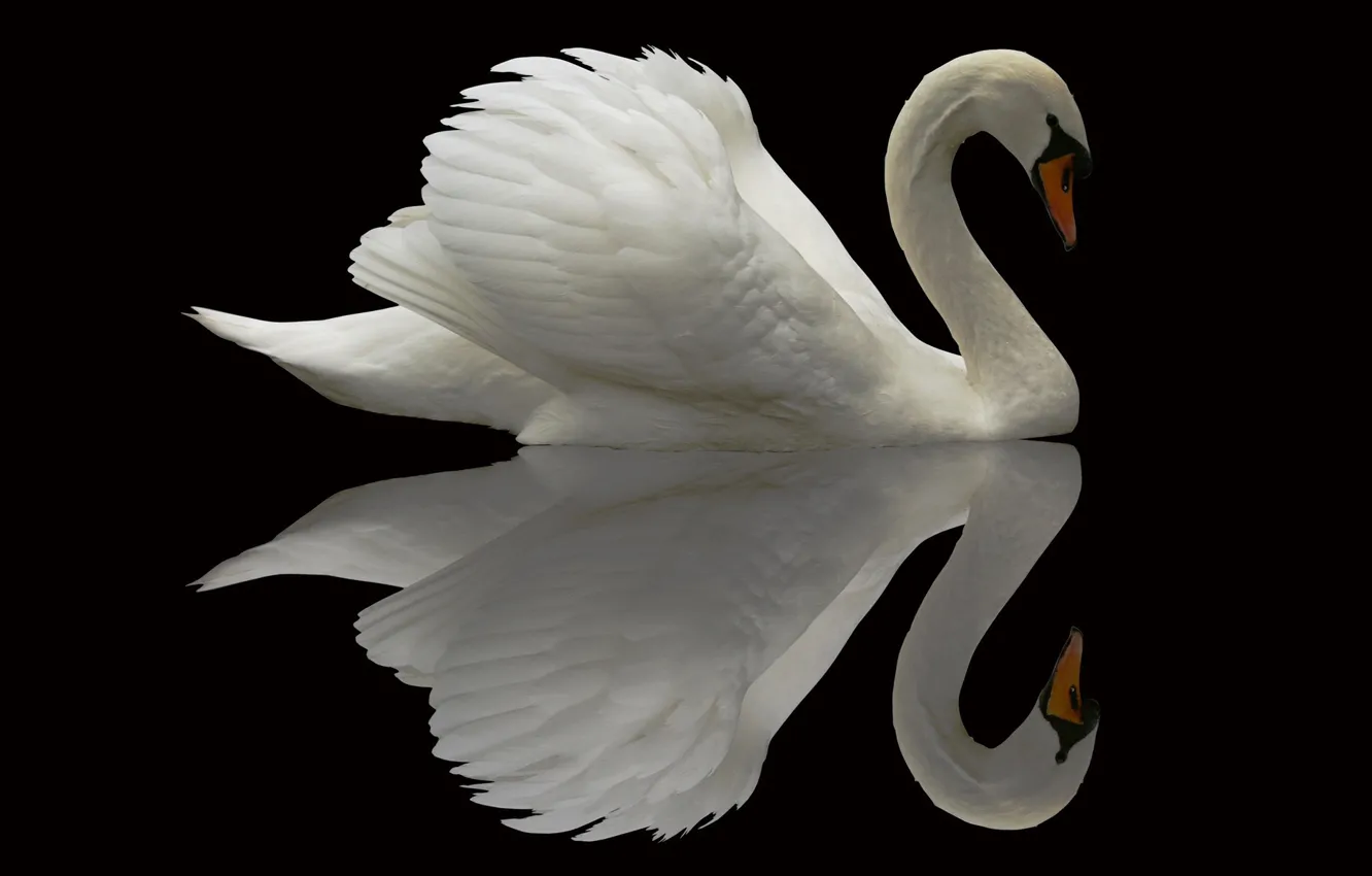 Фото обои отражение, фон, птица, лебедь