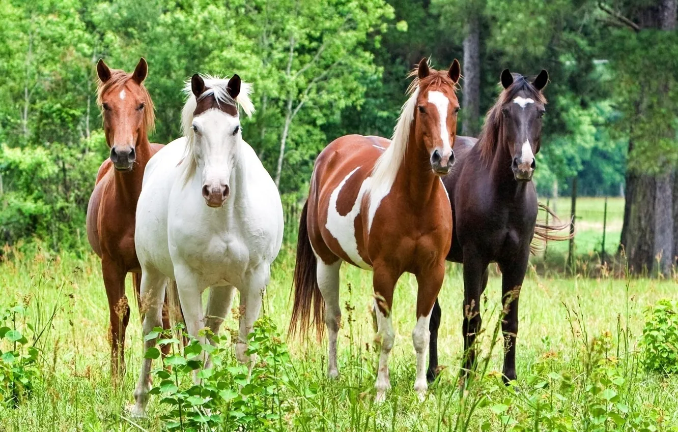 Фото обои лес, животные, трава, деревья, природа, лошадь, жеребец, кони