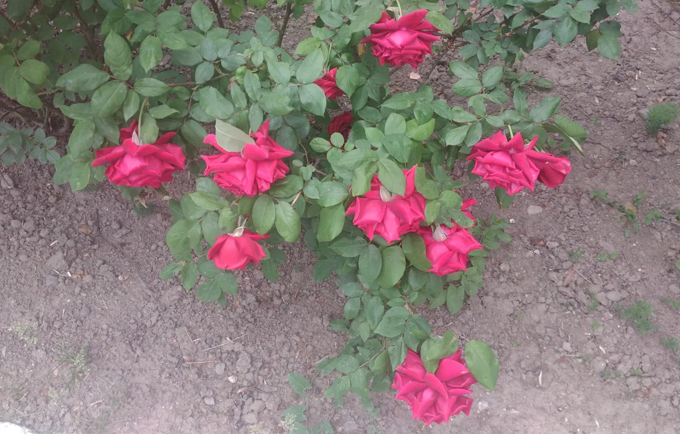 Фото обои куст, розы, Mamala ©