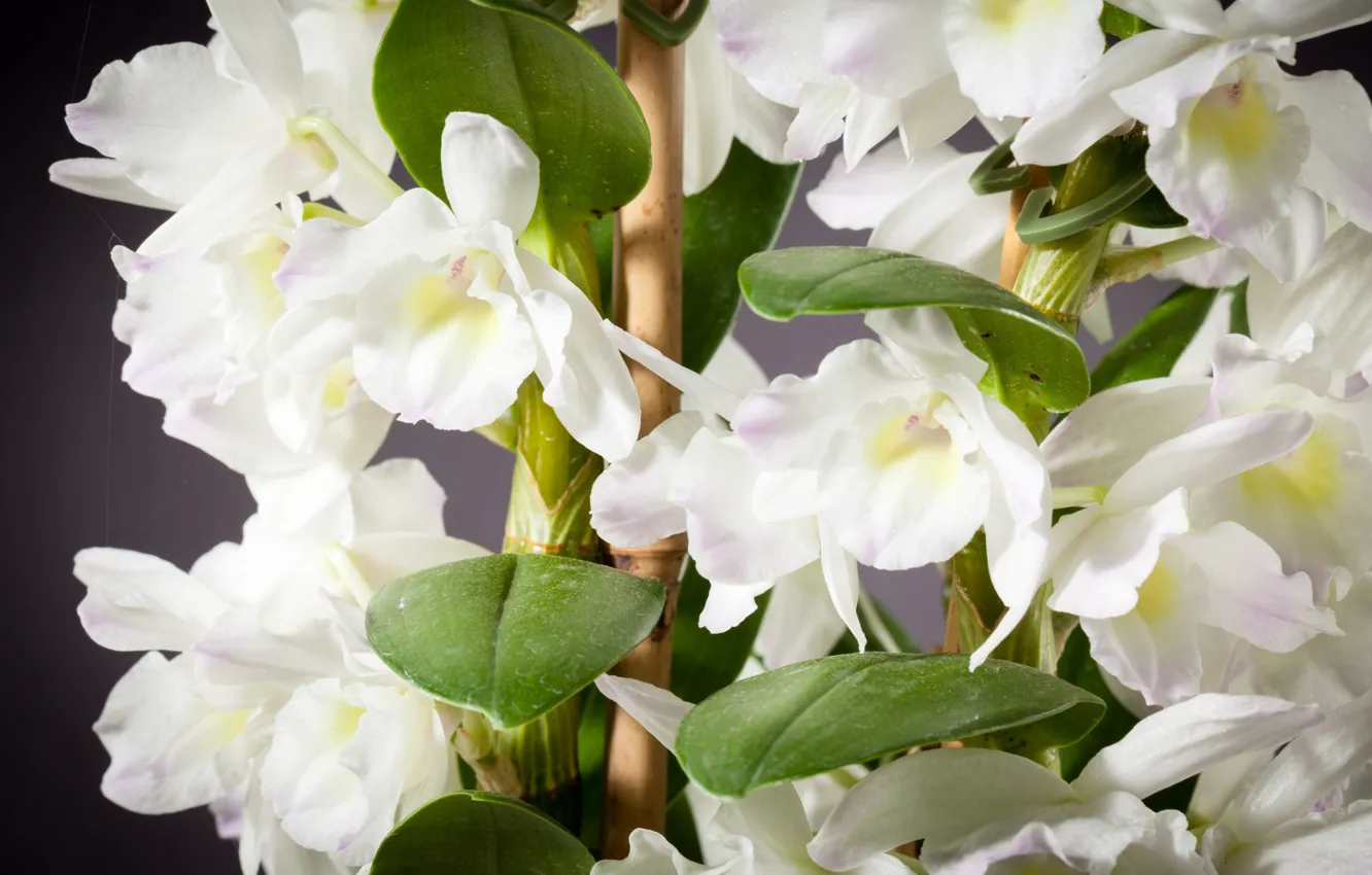 Фото обои цветы, орхидеи, белые орхидеи