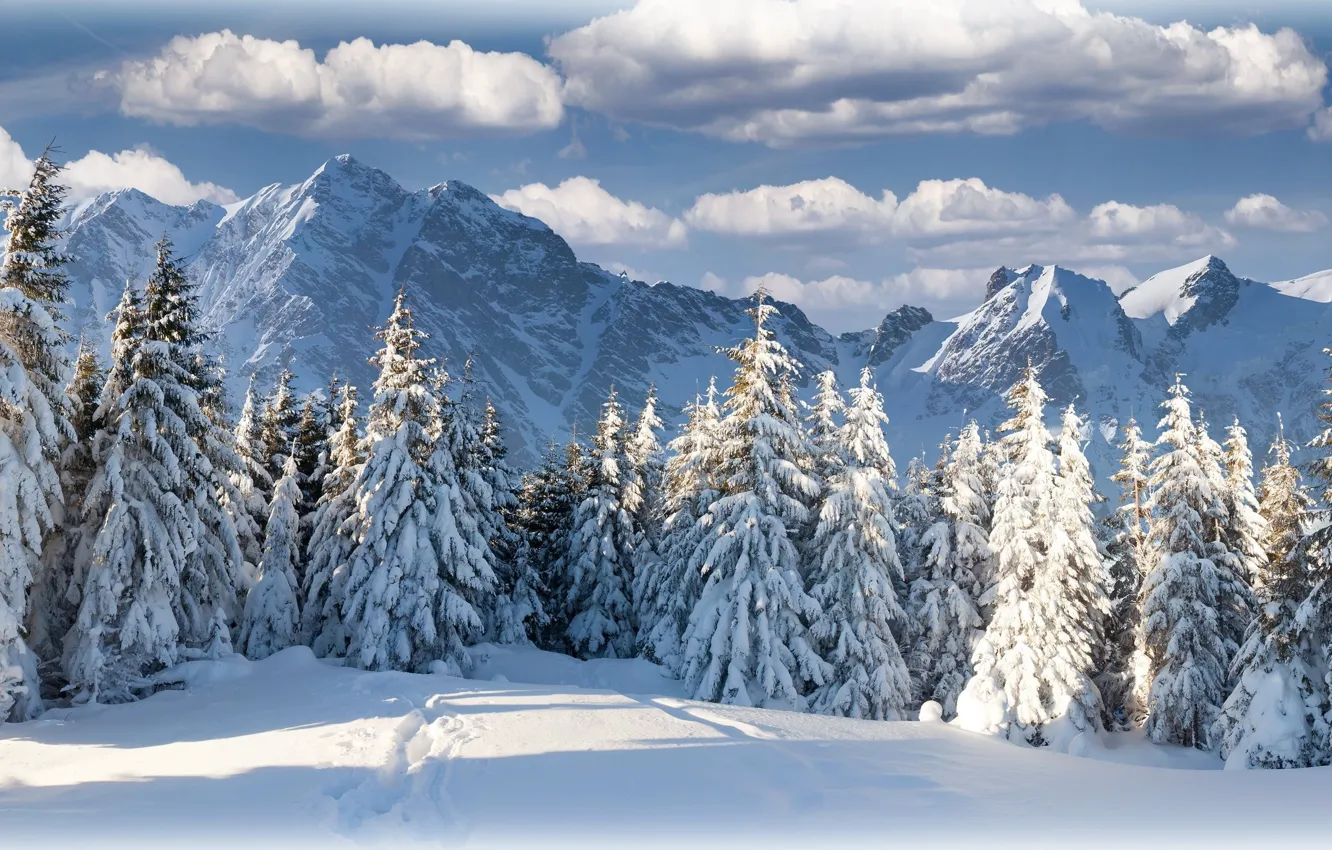 Фото обои зима, лес, небо, облака, горы, природа, красиво