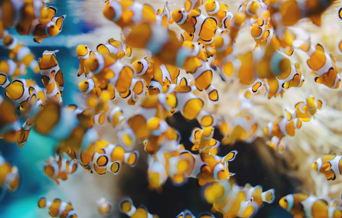 Фото обои рыбки, аквариум, желтые