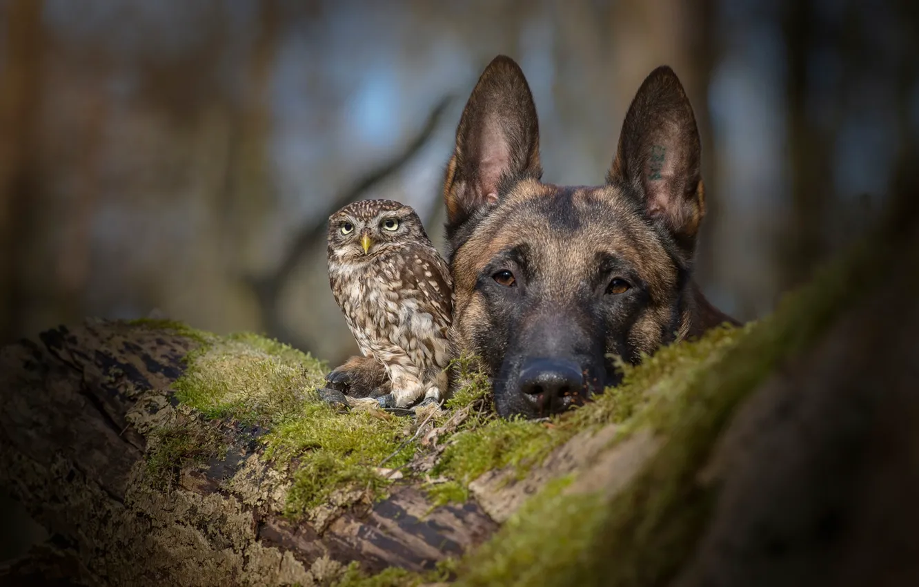 Фото обои сова, собака, дружба, овчарка