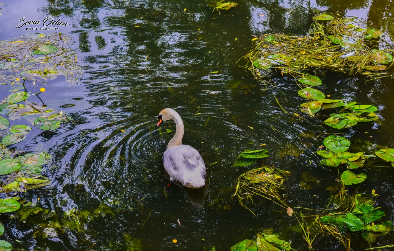 Фото обои Nature, Birds, Water, Lake, Swan, Animals, Sorin Ochea Photohraphy, Lebada