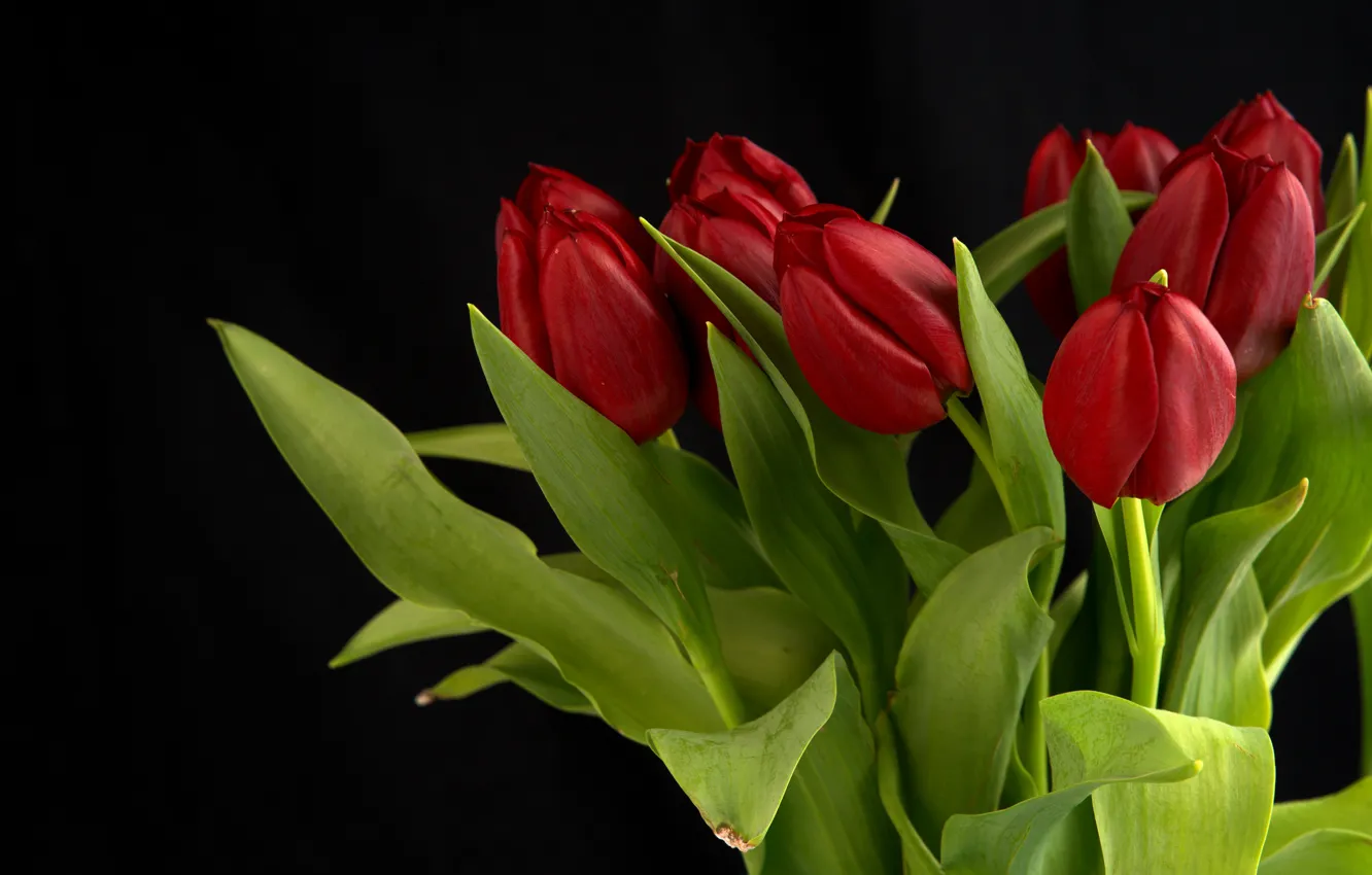 Фото обои листья, цветы, букет, тюльпаны, красные, черный фон, бутоны