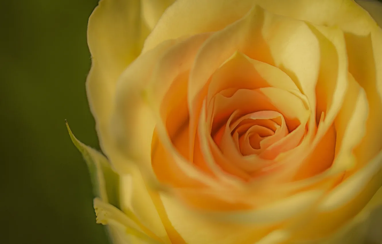 Фото обои макро, роза, бутон, жёлтая, жёлтая роза