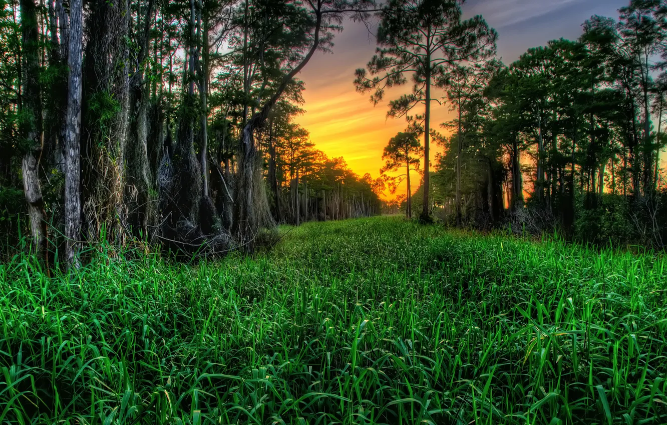 Фото обои трава, деревья, закат, кипарисы