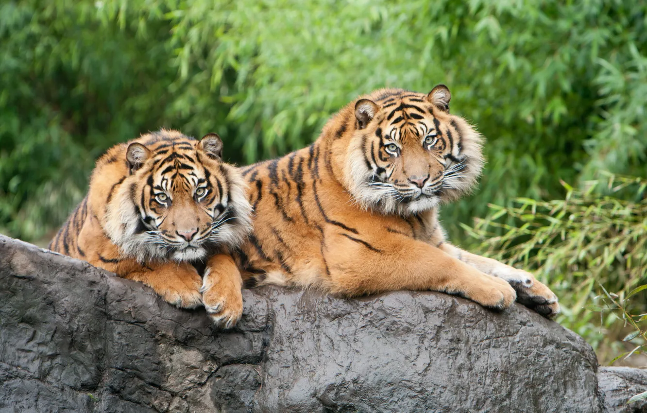 Фото обои кошки, камень, пара, тигры