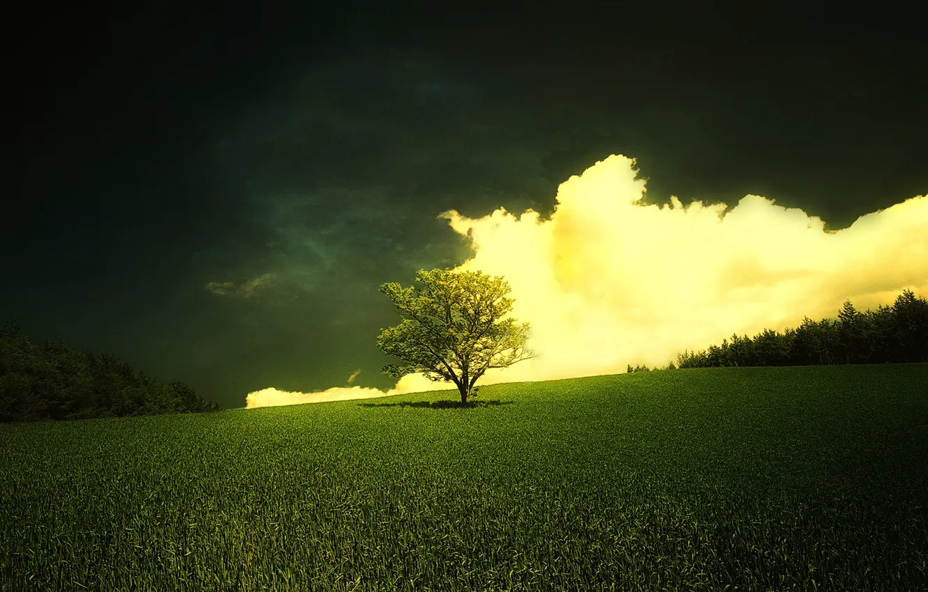Фото обои трава, облака, природа, дерево, горизонт, тени
