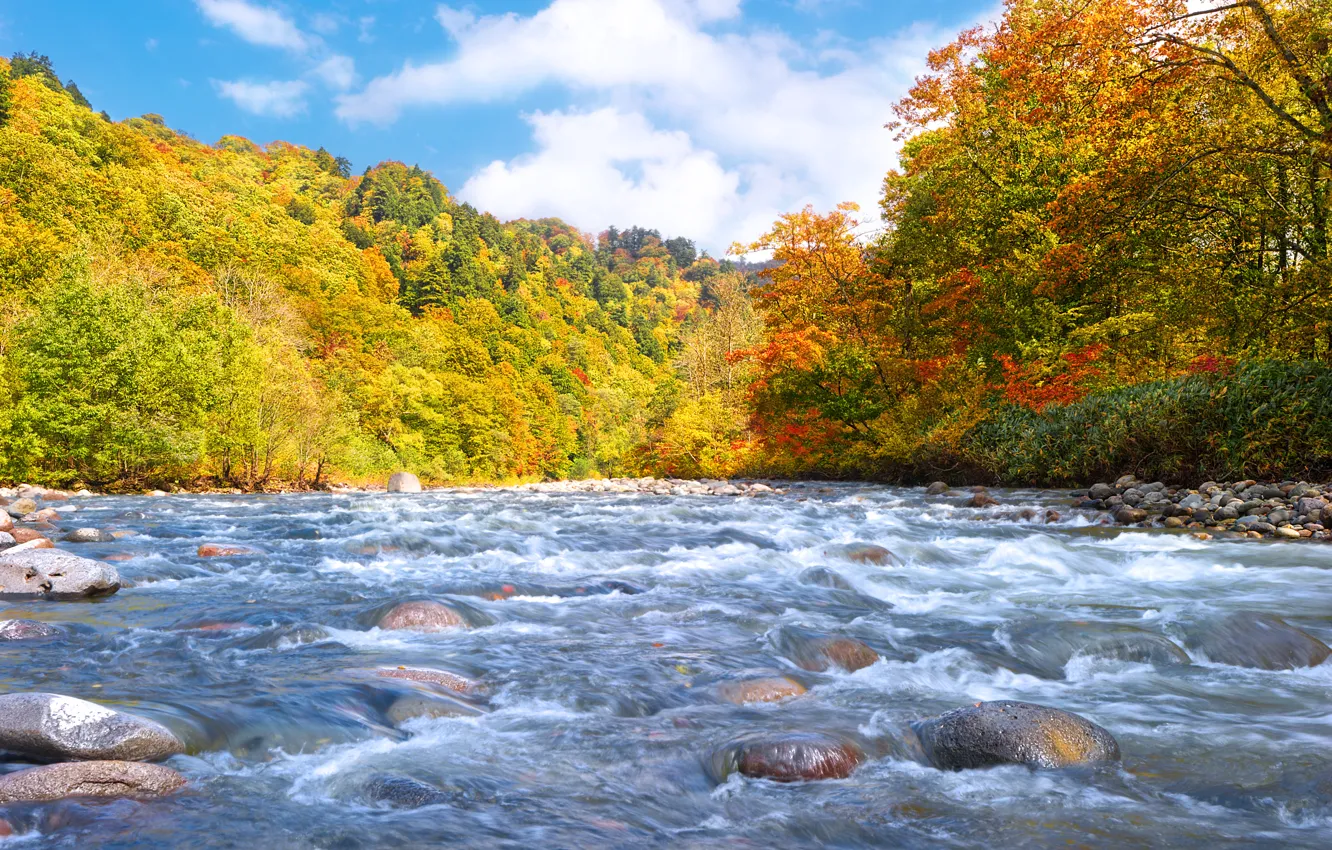 Фото обои осень, лес, река, камни, поток, ранняя