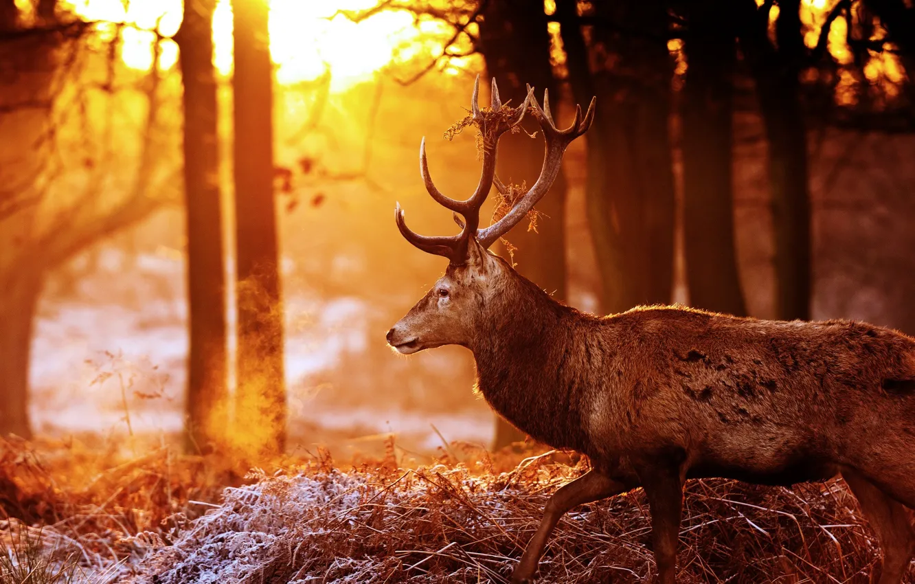 Фото обои осень, лес, солнце, свет, блики, олень, рога, профиль