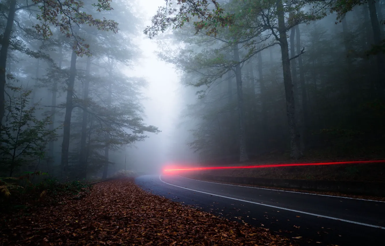 Фото обои дорога, лес, свет, природа, туман, вечер, выдержка, дымка
