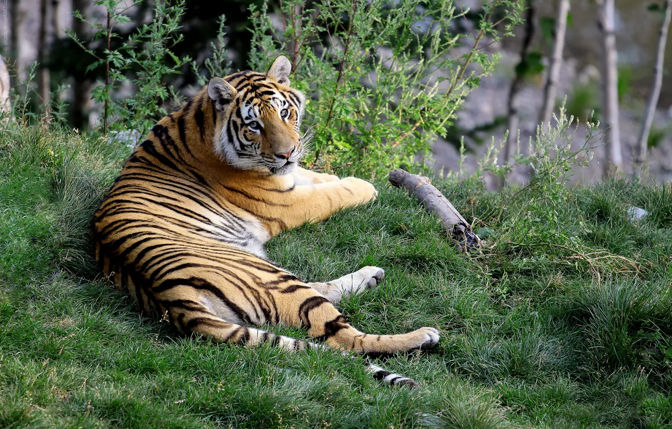 Фото обои трава, тигр, смотрит