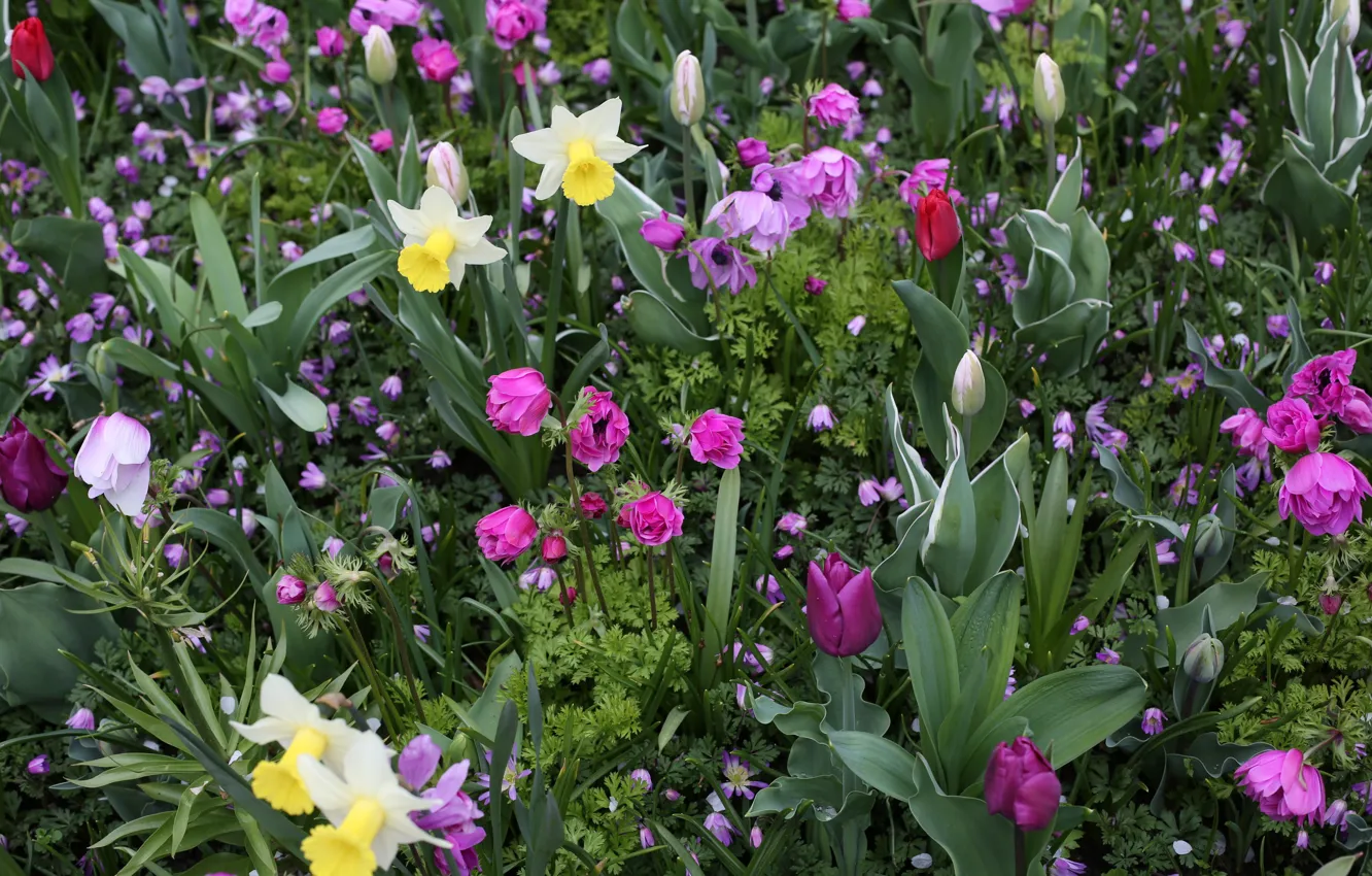 Фото обои Тюльпаны, Парк, Нарциссы