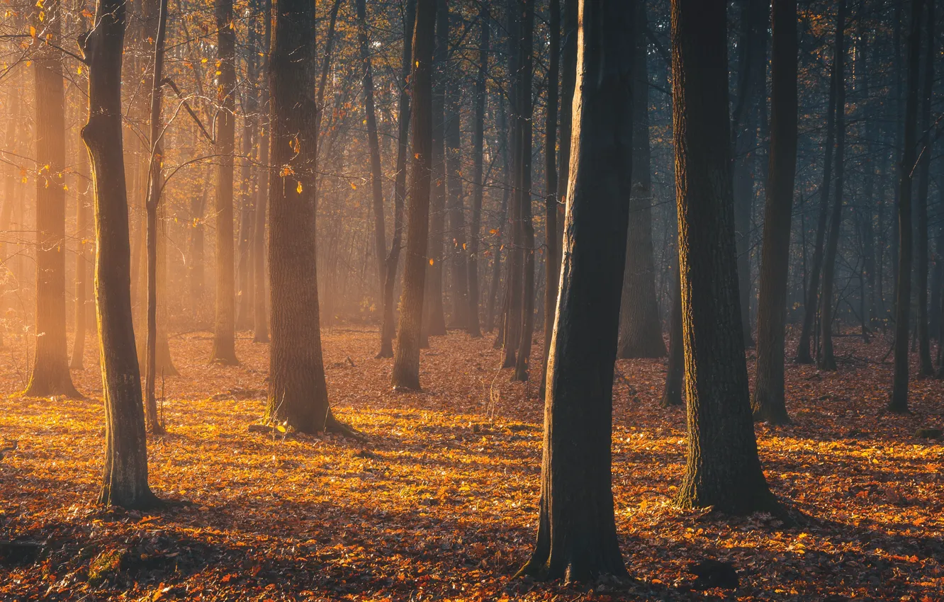 Фото обои осень, лес, свет, light, forest, autumn, Tomczak Michał
