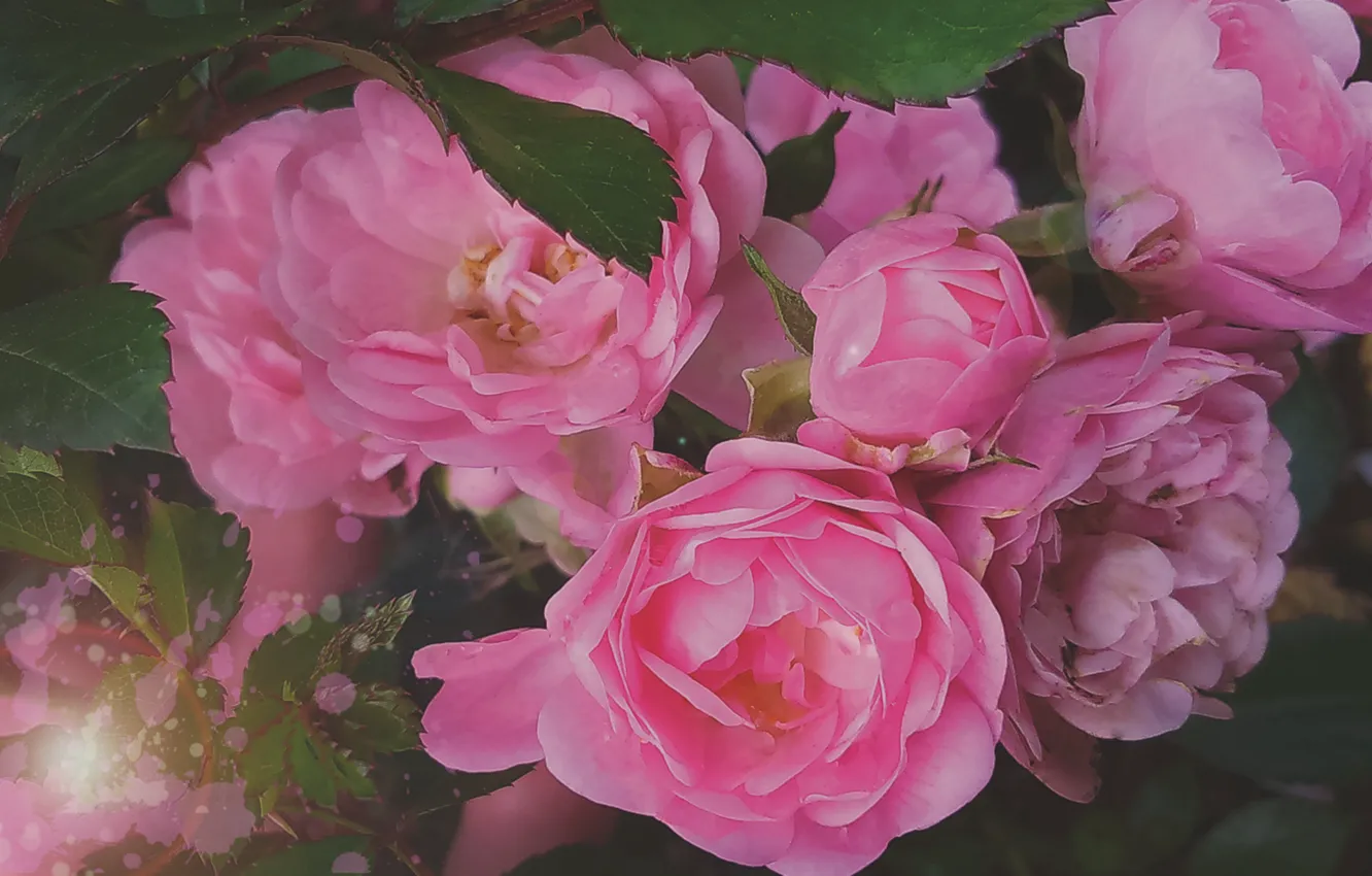 Фото обои цветы, роза, растение