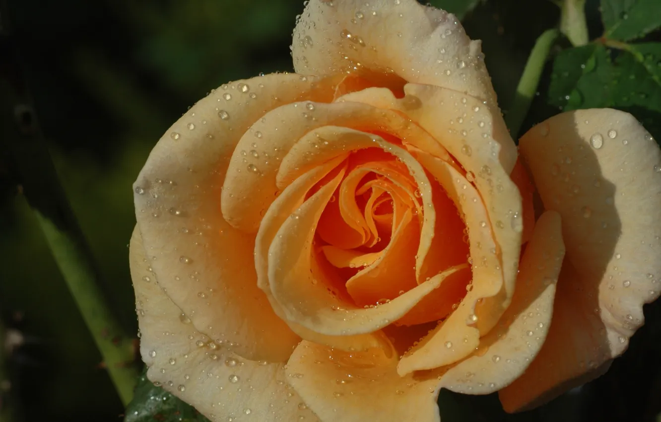 Фото обои капли, макро, роза, лепестки, бутон, жёлтая роза