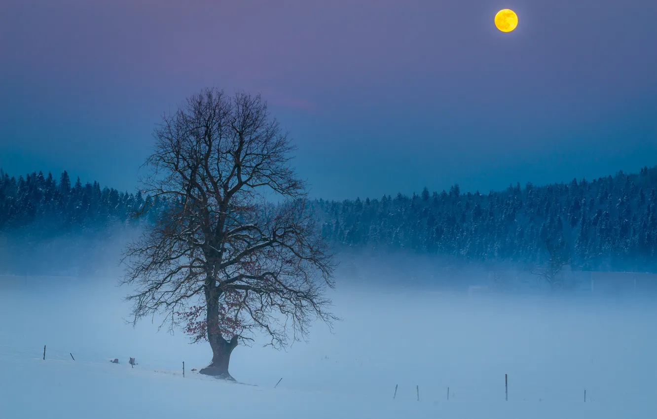 Фото обои зима, лес, снег, ночь, ветки, природа, туман, синева