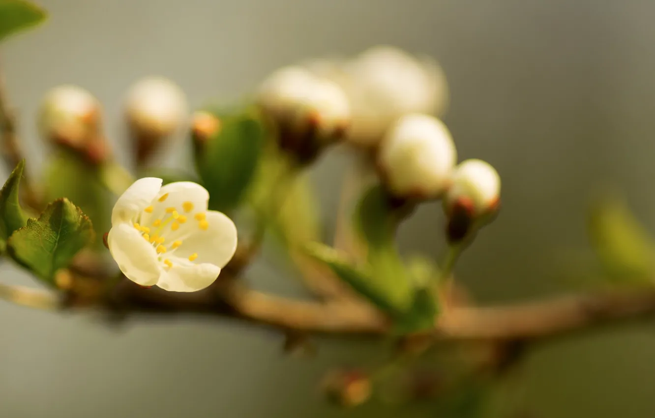 Фото обои ветки, весна, айва