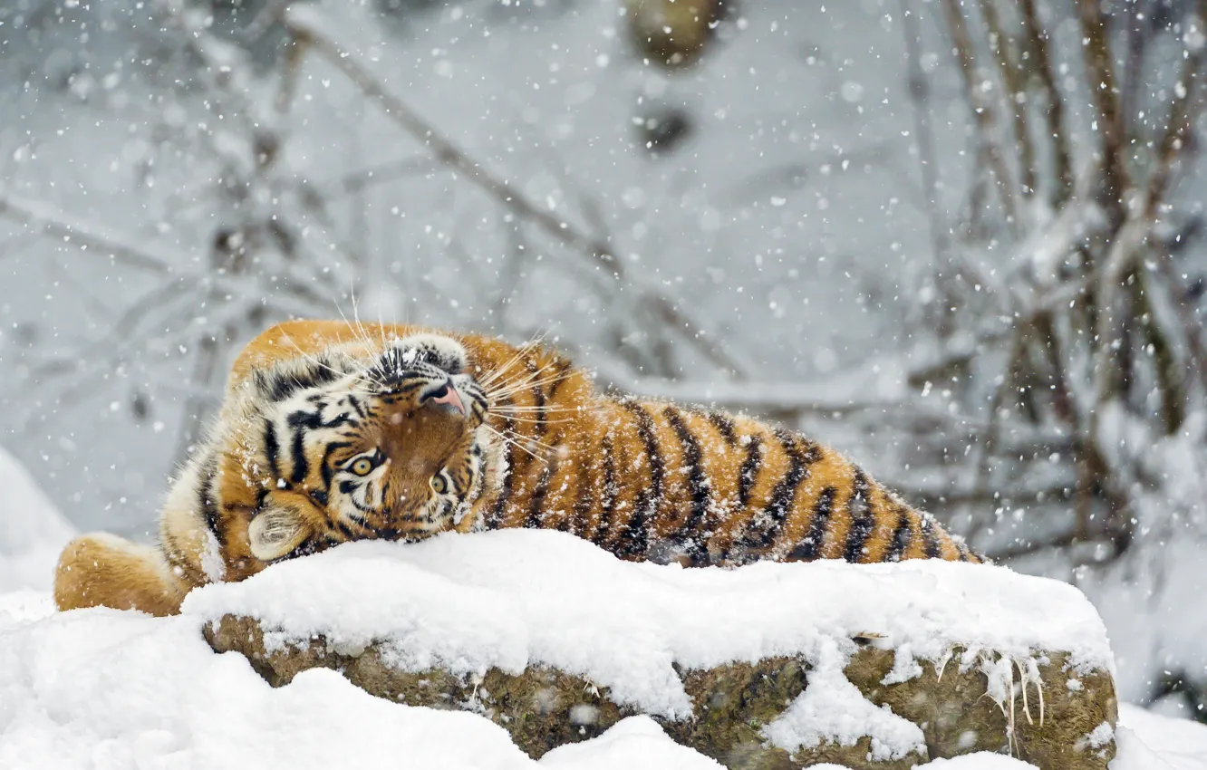Фото обои зима, снег, хищник, большая кошка, амурский тигр