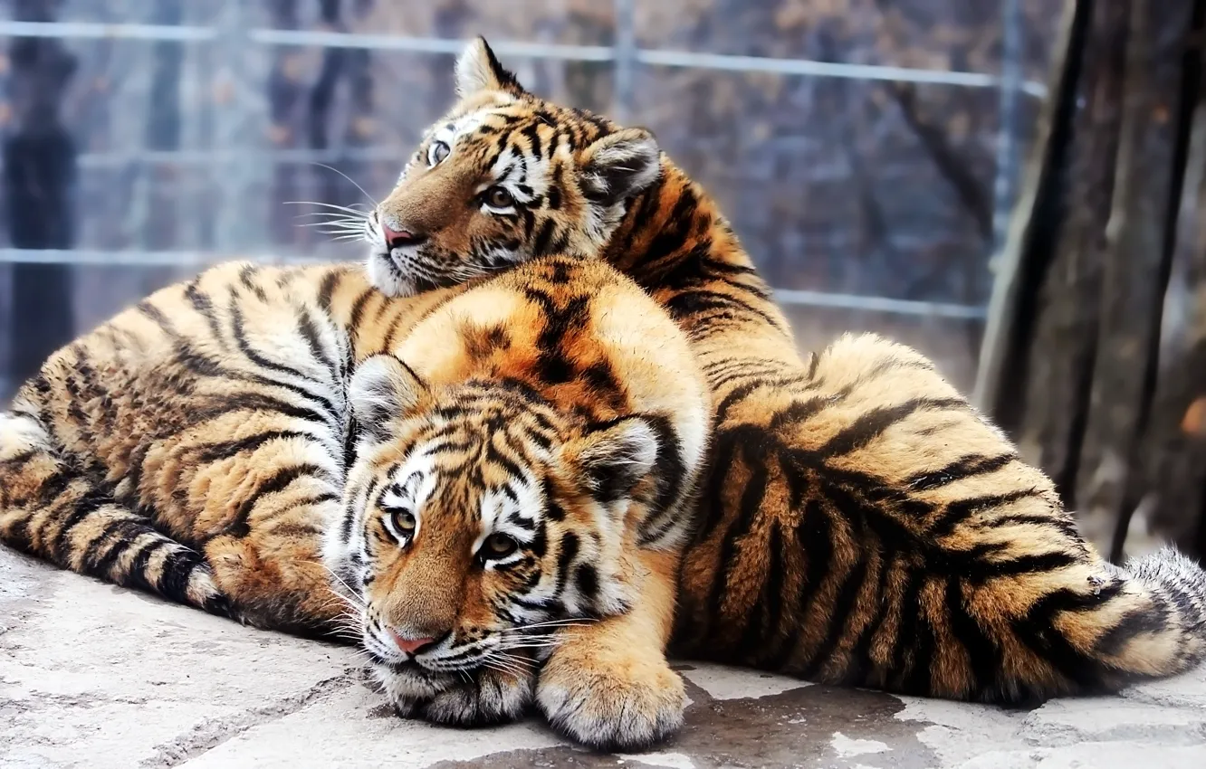 Фото обои тигрята, Амурский тигр, Panthera tigris altaica