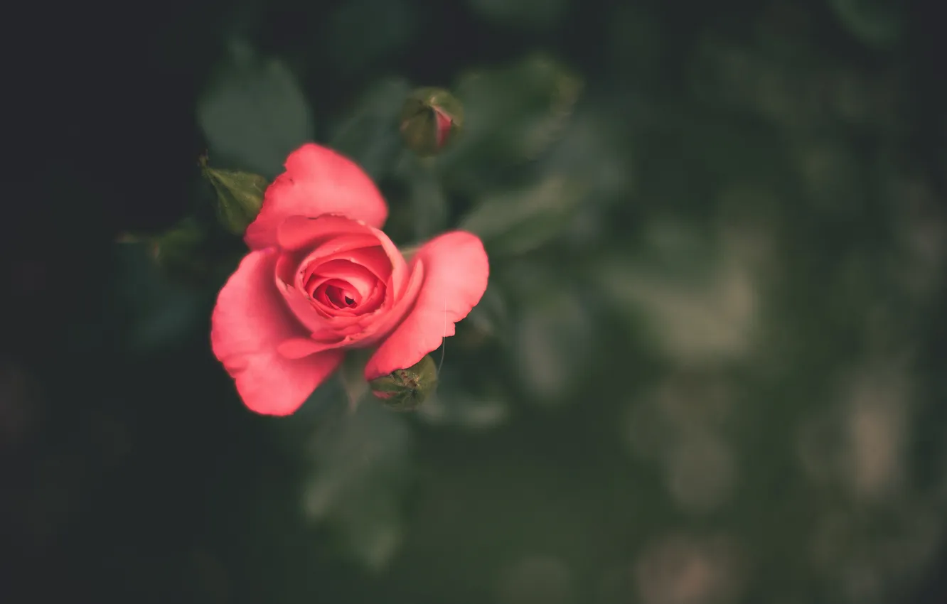 Фото обои цветок, розовый, роза, лепестки
