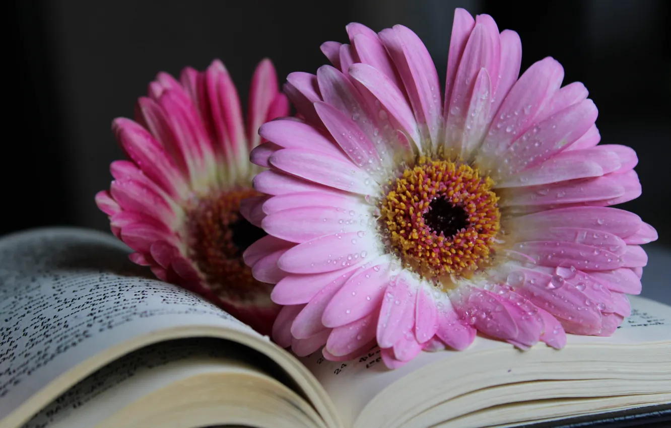 Фото обои Цветок, Книга, Розовый, Гербера, Капля Воды, Природы