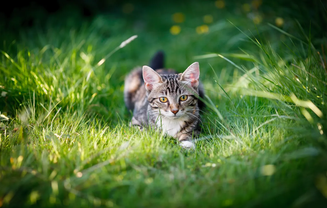 Фото обои кошка, лето, трава, котенок, поляна, котёнок