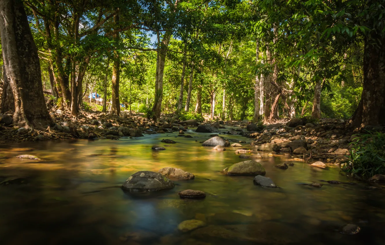 Фото обои лес, лето, деревья, река, камни, summer, forest, river