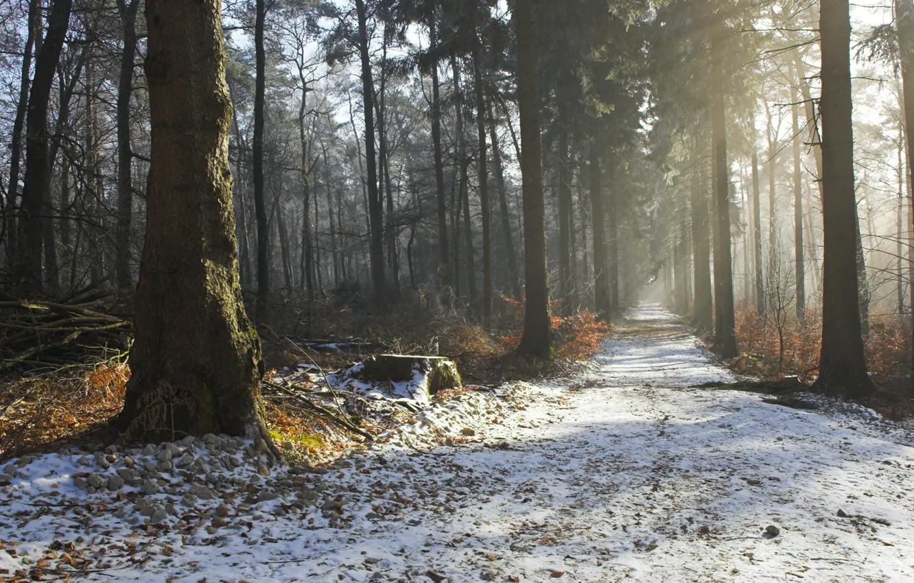 Фото обои зима, дорога, осень, лес, деревья, природа, красота, утро