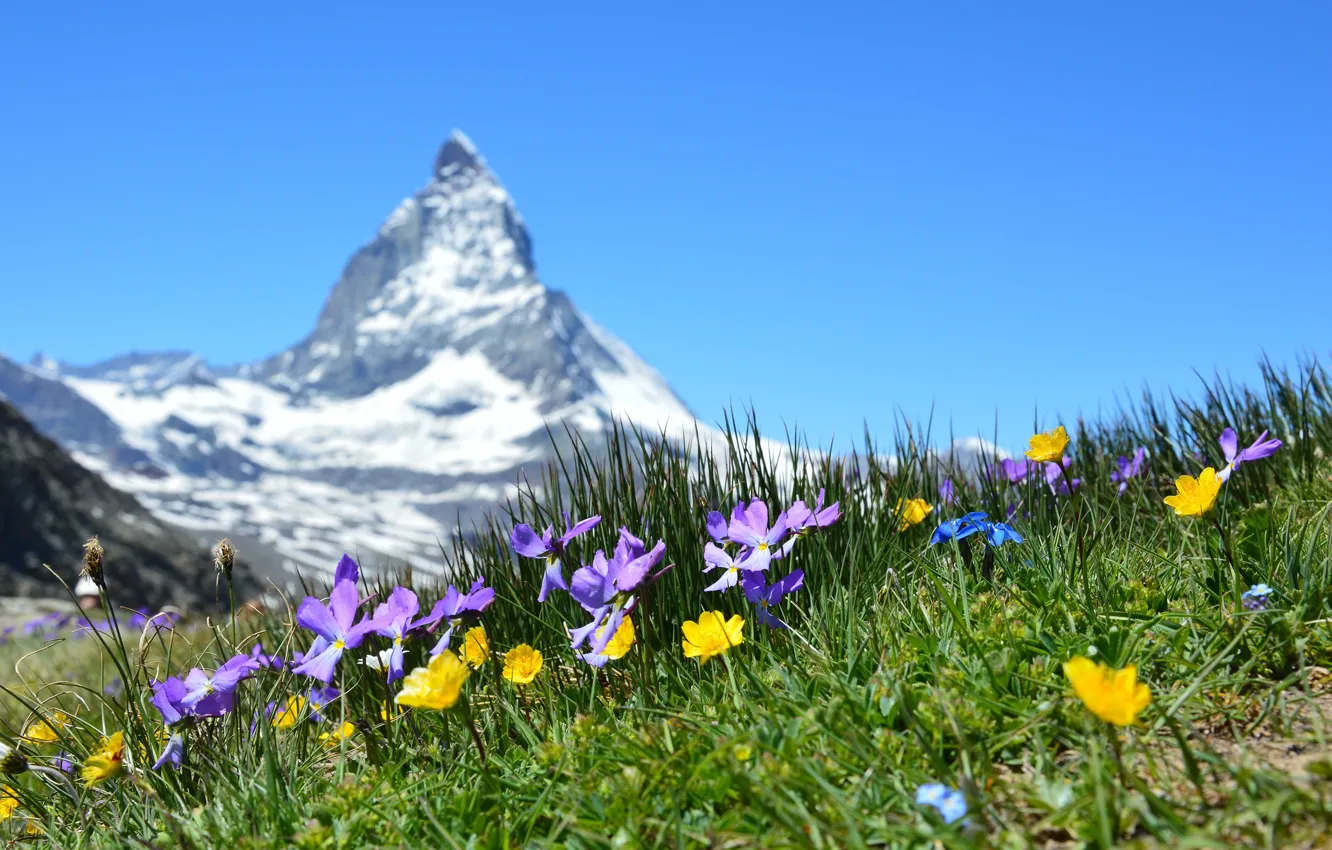 Фото обои трава, цветы, гора, Швейцария, луг, Switzerland, боке, Matterhorn