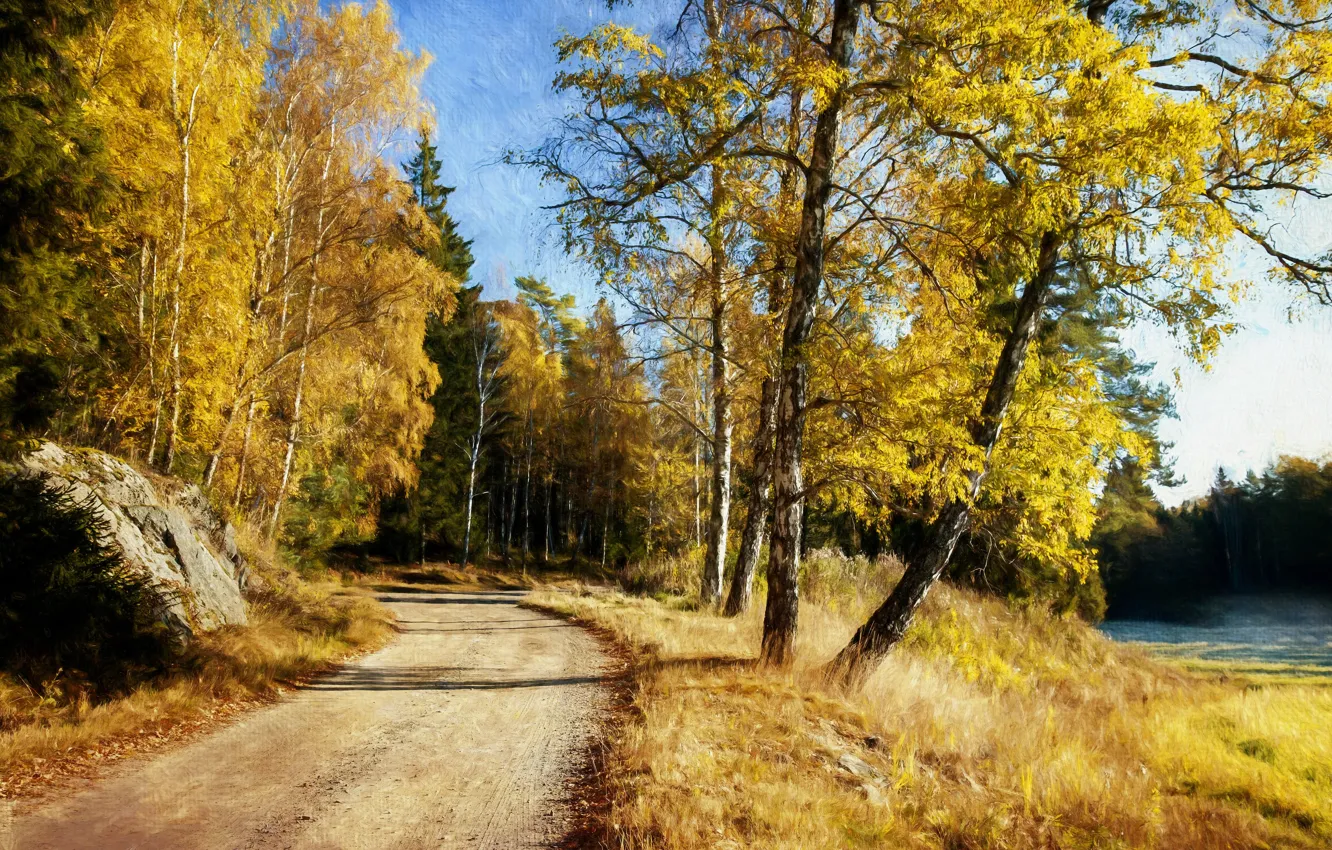 Фото обои дорога, осень, лес, свет, деревья, природа, ветви, стволы
