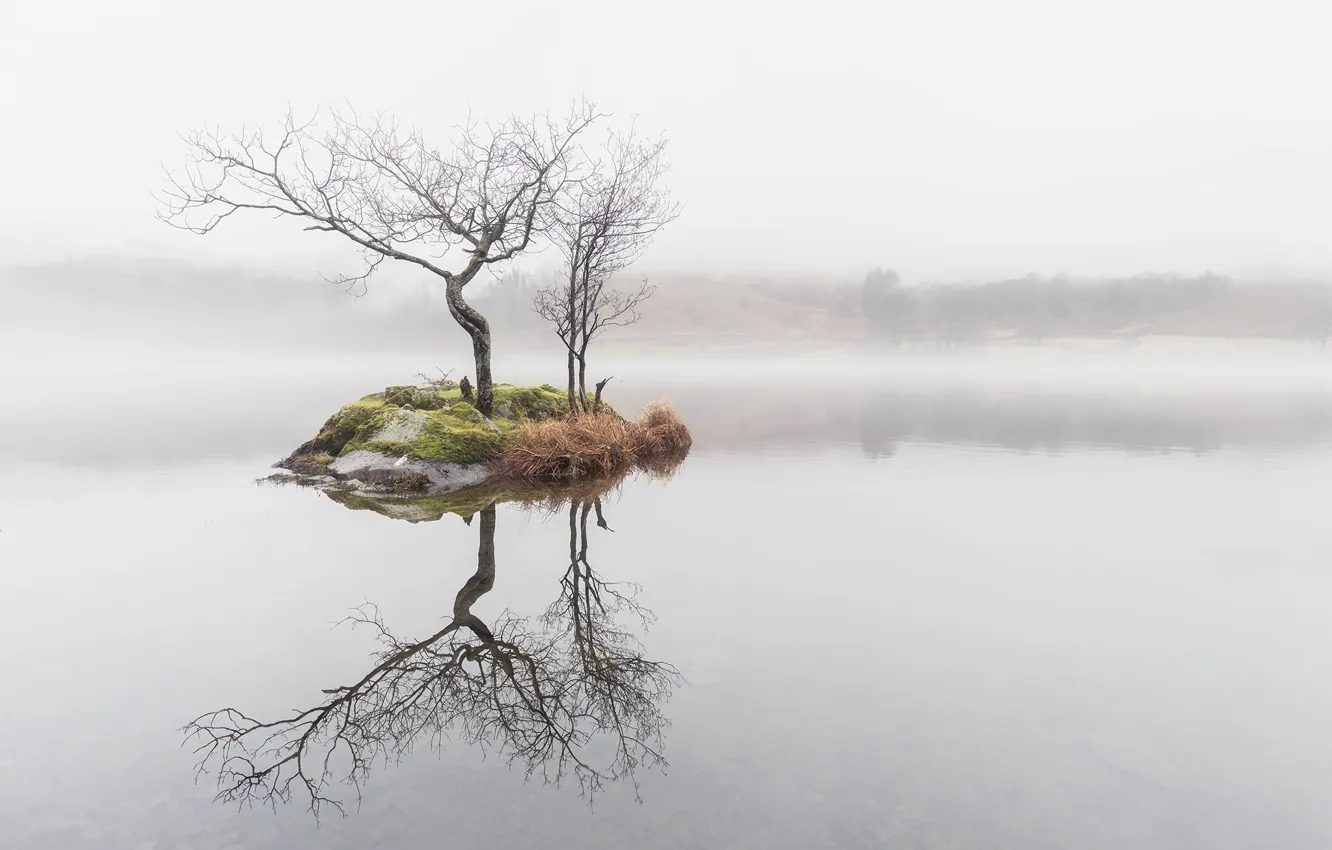 Фото обои деревья, туман, озеро