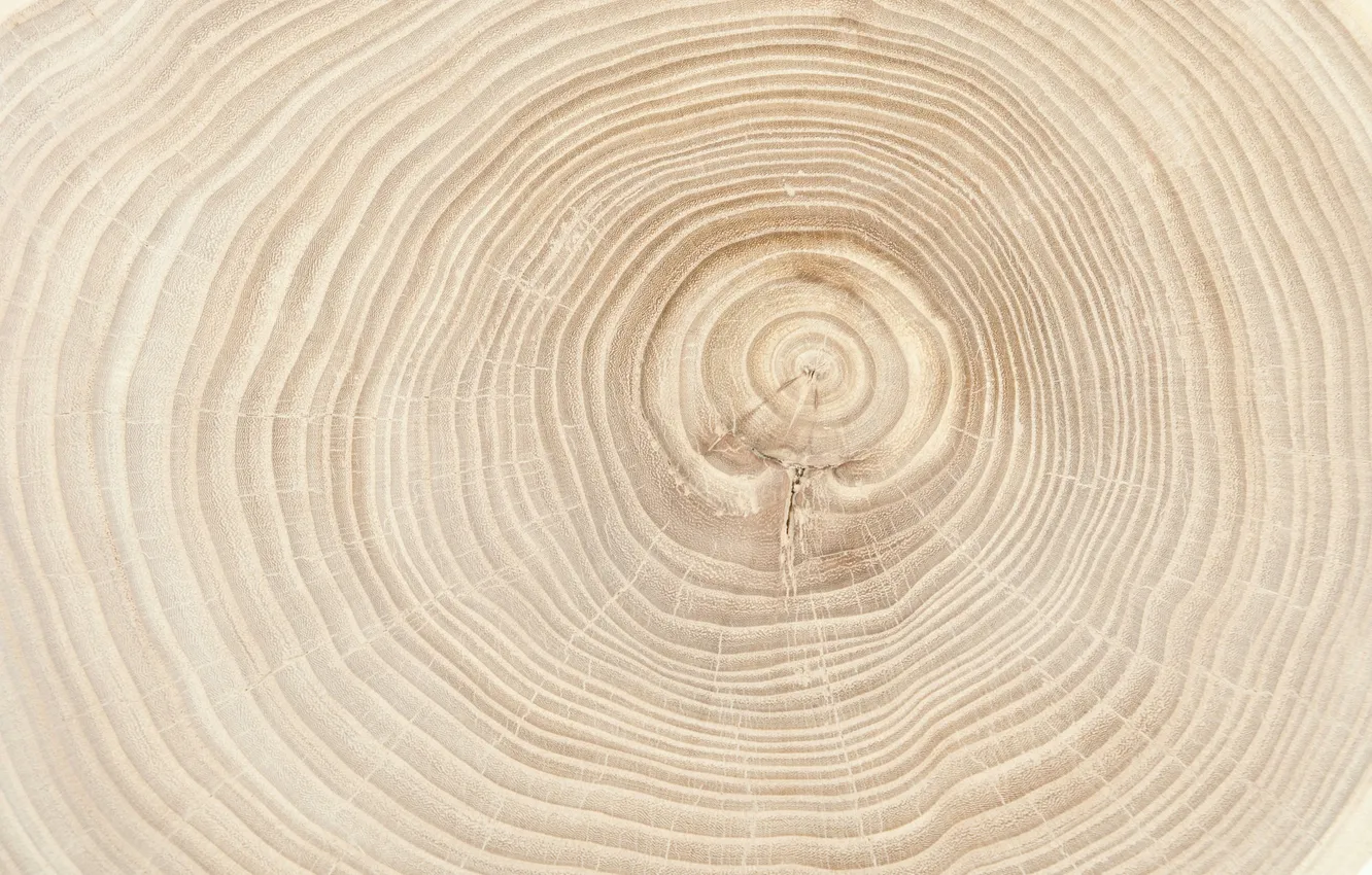 Фото обои texture, circles, background, pattern, old, tree, ring, timber