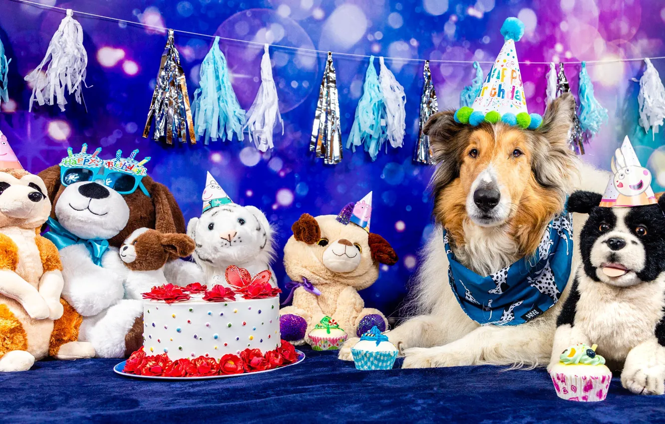 Фото обои собаки, взгляд, морда, поза, праздник, игрушки, собака, торт