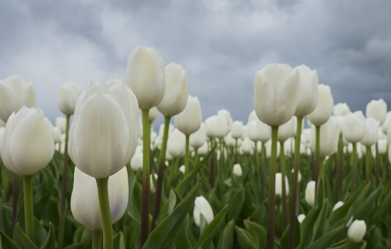 Фото обои Тюльпаны, белые, бутоны