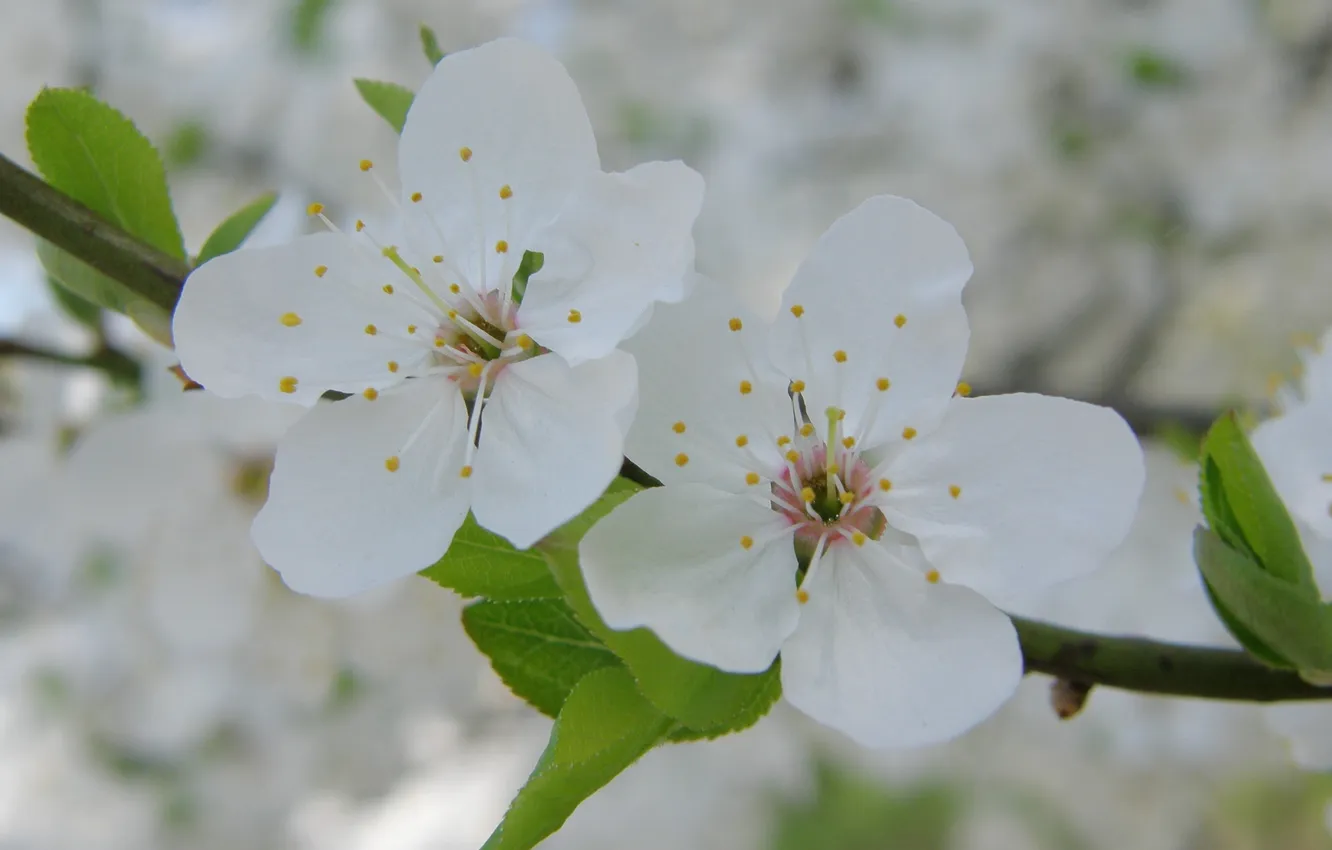 Фото обои макро, вишня, ветка, весна, лепестки, белые, цветки