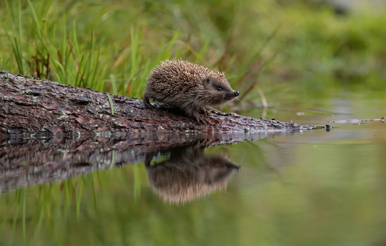 Фото обои трава, вода, деревья, пруд, отражение, берег, мордочка, бревно