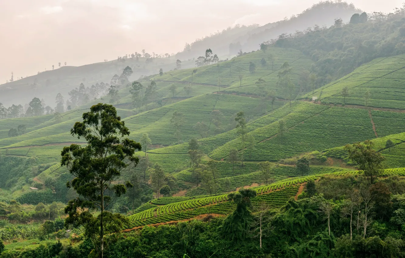 Фото обои green, field, landscape, tea, landscape beautiful