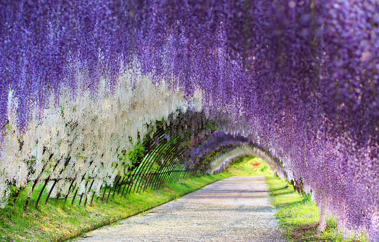 Фото обои Japan, глициния, Wisteria, цветочный тоннель, flower tunnel, Kawachi Fuji Gardens