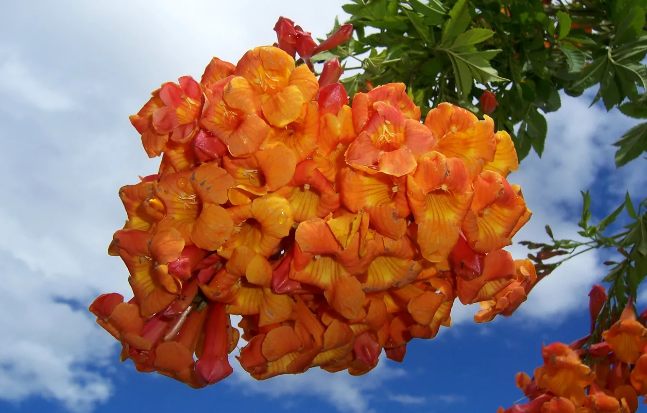 Фото обои цветы, фото, оранжевые, кампсис
