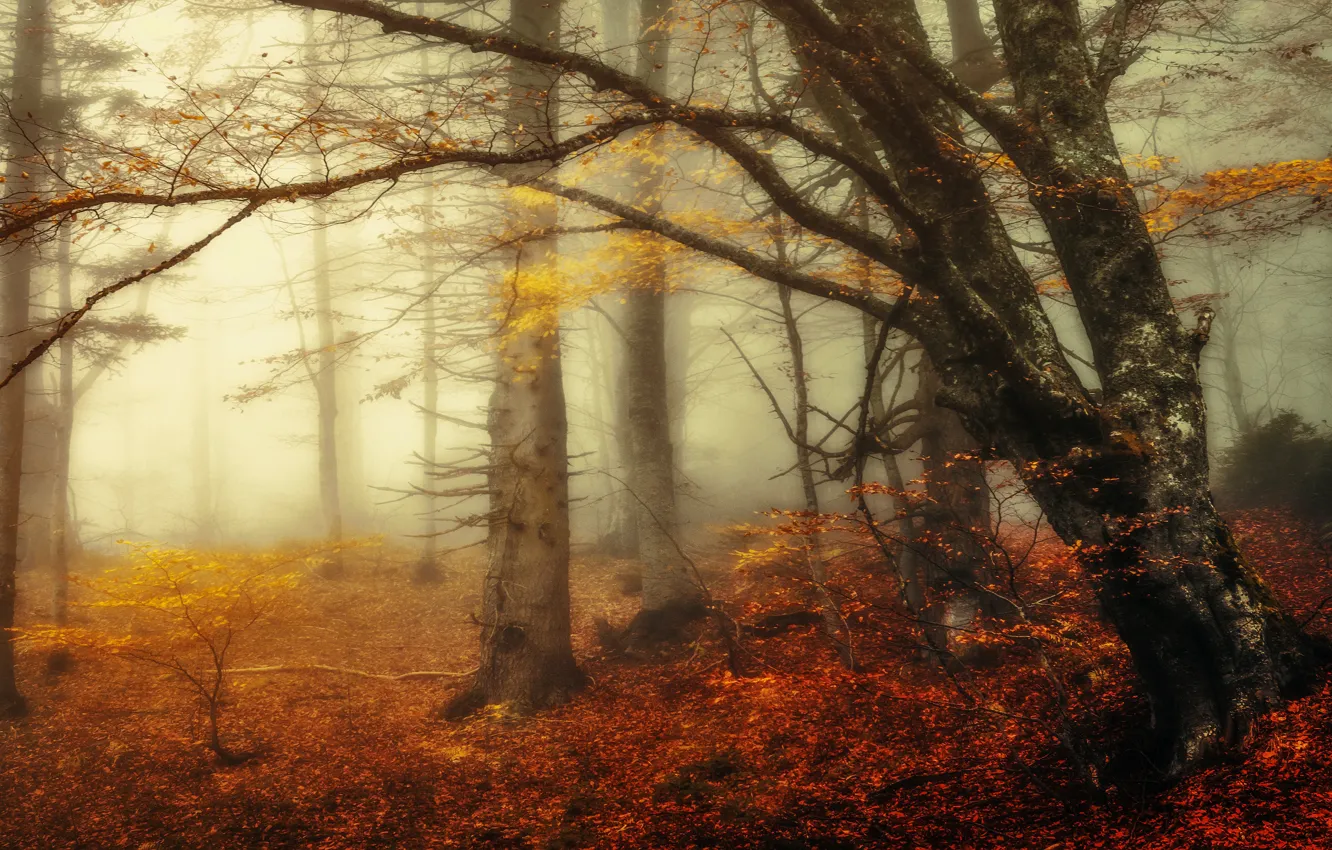 Фото обои осень, лес, ветки, туман, дерево, утро