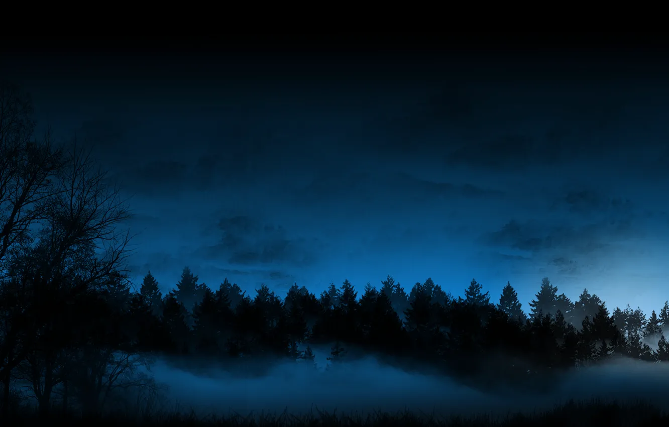 Фото обои лес, небо, деревья, Ночь